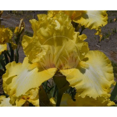 That is all folks DSC_0113 vyrez